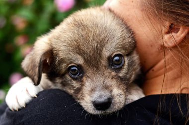 Hanımefendinin omzunda küçük bir köpek yavrusu