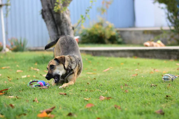 Cão brincando com um brinquedo no quintal — Fotografia de Stock