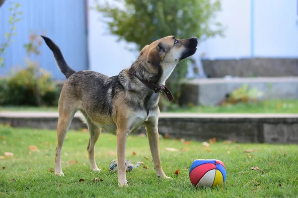 Cão brincando com um brinquedo no quintal — Fotografia de Stock
