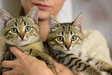 Bir kızın kollarında sevimli çizgili kedi yavruları.