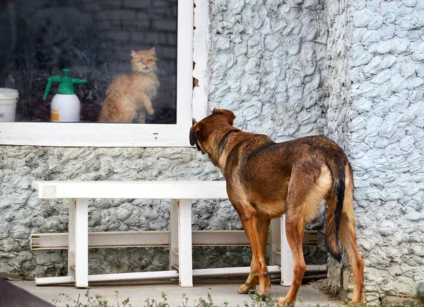 O cão olha para o gato que está sentado fora da janela — Fotografia de Stock