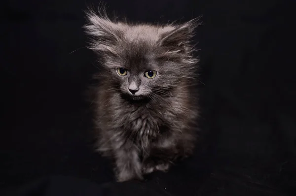 Cinza fofo gatinho em um fundo preto — Fotografia de Stock