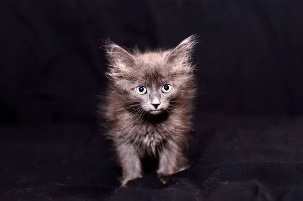 Cinza fofo gatinho em um fundo preto — Fotografia de Stock