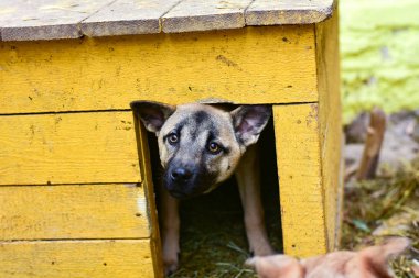 Köpek kabininden dışarı bakıyor.