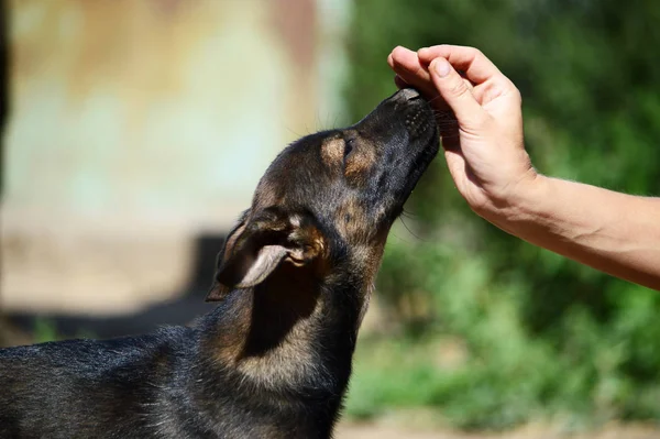 Um cão alcança um homem mão para um deleite saboroso — Fotografia de Stock