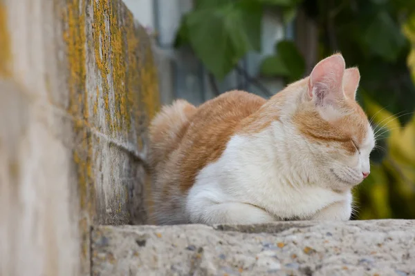 Gato vermelho encontra-se em passos concretos — Fotografia de Stock