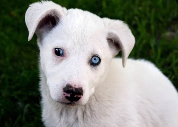 Renkli gözlü beyaz köpek yavrusu — Stok fotoğraf