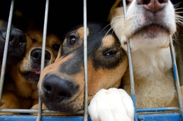 Psi sedí za mřížemi. útulek pro zvířata bez domova. — Stock fotografie