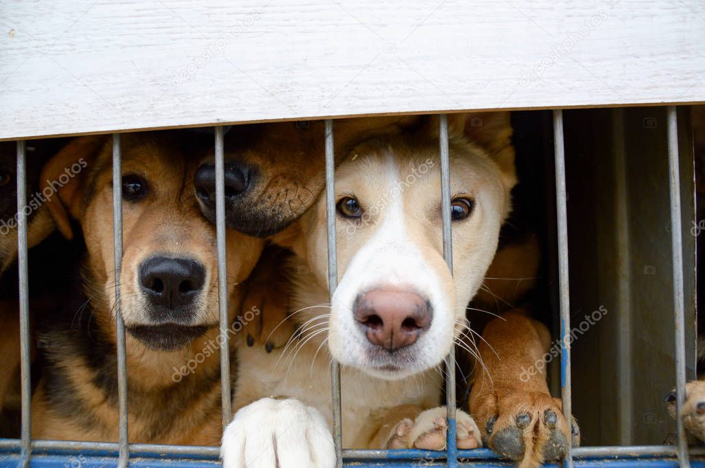 dogs are sitting behind bars. a shelter for homeless animals.