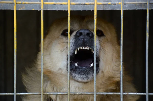 aggressive dog barks sitting behind bars