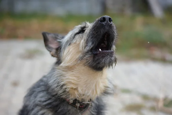 Hond blaft hoofd omhoog houden — Stockfoto