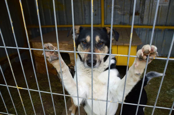 Köpek bir barınakta parmaklıklar arkasında oturuyor..