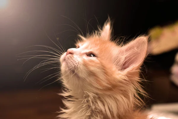 Vermelho fofo gatinho olha para cima — Fotografia de Stock