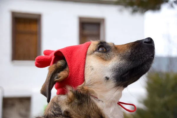Komik kırmızı şapkalı, kupa şeklinde boynuzları olan sevimli köpek. — Stok fotoğraf