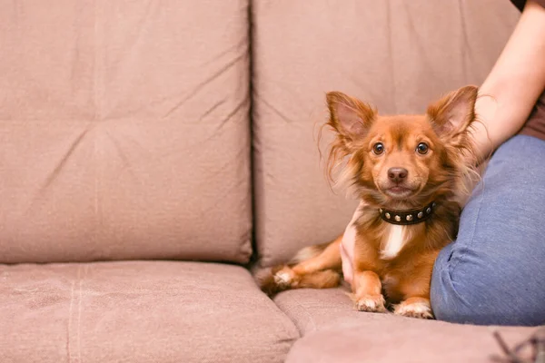 Küçük köpek kanepede metresiyle yatıyor. — Stok fotoğraf