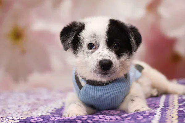 Beau petit chiot se trouve sur le lit . — Photo