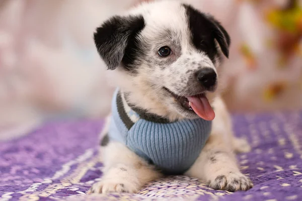 Mooi puppy ligt op het bed. — Stockfoto