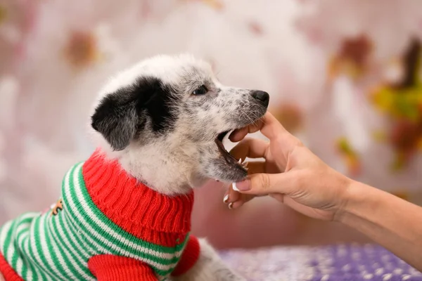 Naughty cute puppy bites the mistress of the hand.