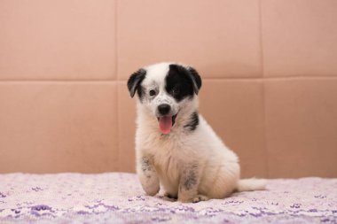  Küçük güzel köpek yatakta oturuyor..
