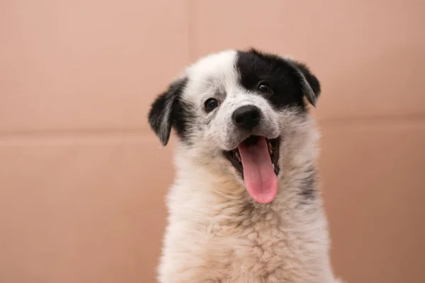 Kleine mooie puppy op een beige achtergrond. — Stockfoto