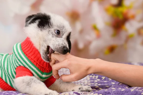 Edepsiz şirin köpek yavrusu elin metresini ısırıyor.