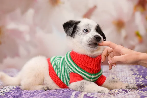 Edepsiz şirin köpek yavrusu elin metresini ısırıyor.