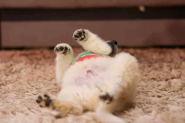 Pequeno filhote de cachorro bonito está na barriga do tapete para cima . — Fotografia de Stock