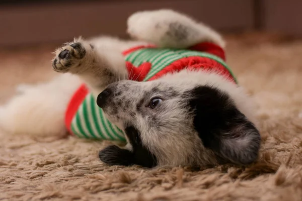 Little beautiful puppy lies on a carpet. — Stock Photo, Image