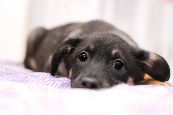 Cachorro de color oscuro se encuentra en la cama con un aspecto de ensueño — Foto de Stock