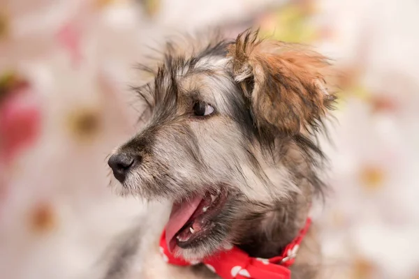 Boynunda kırmızı papyonlu güzel pofuduk köpek yavrusu. — Stok fotoğraf