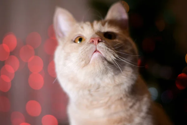 Rózsaszín orr egy gyönyörű gyömbér macska — Stock Fotó