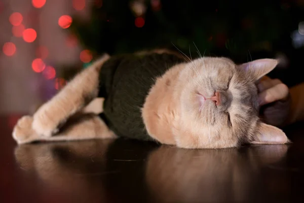 Eine schöne Ingwerkatze schläft süß vor dem Hintergrund von bunten Lichtern. — Stockfoto