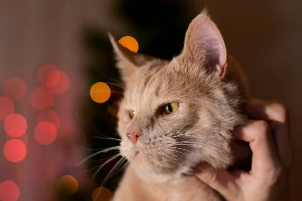 Herrin streichelt ihre große flauschige rote Katze — Stockfoto