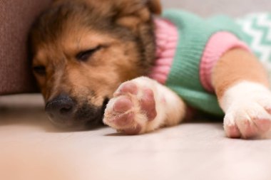 Ceketli küçük güzel köpek uyuyor. Ön planda köpek pençeleri.