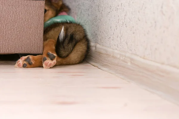Un pequeño y hermoso cachorro trepó detrás de un sofá. solo sus patas traseras y cola son visibles — Foto de Stock
