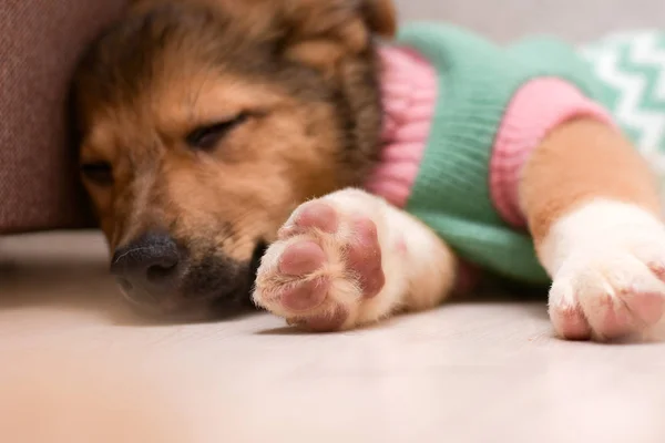 Ceketli küçük güzel köpek uyuyor. Ön planda köpek pençeleri.