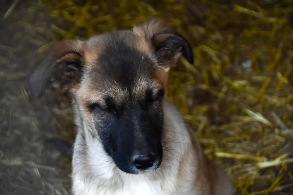 Een kleine ongelukkige puppy zit op de grond en kijkt met hoop in een blik. — Stockfoto