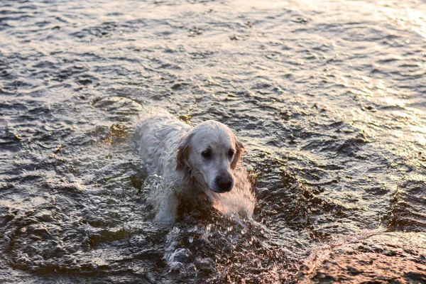 O cão está se divertindo nadando em uma lagoa por pulverização de água . — Fotografia de Stock