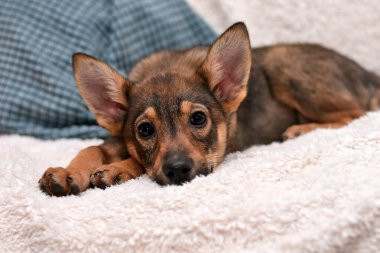 Küçük şirin köpek yavrusu beyaz bir yatak örtüsünün üzerinde yatıyor. Yavru köpek evde