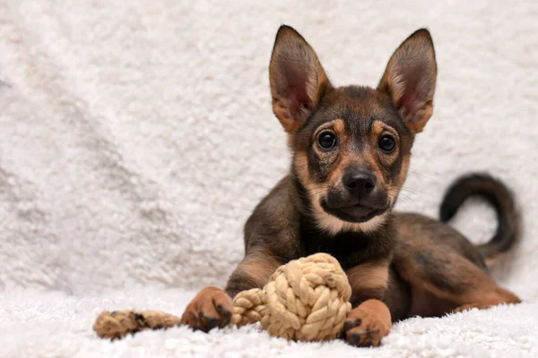 Der Kleine Süße Welpe Liegt Auf Einer Weißen Bettdecke Den — Stockfoto