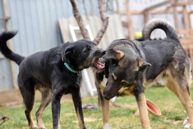 İki büyük köpek yeşil bir çimenlikte oynuyor ve kavga ediyorlar.