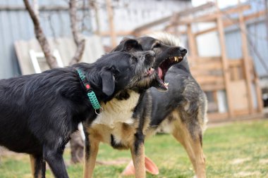 İki büyük köpek yeşil bir çimenlikte oynuyor ve kavga ediyorlar.
