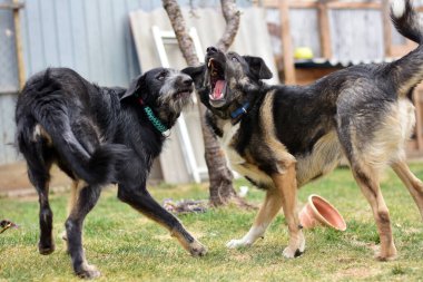 İki büyük köpek yeşil bir çimenlikte oynuyor ve kavga ediyorlar.