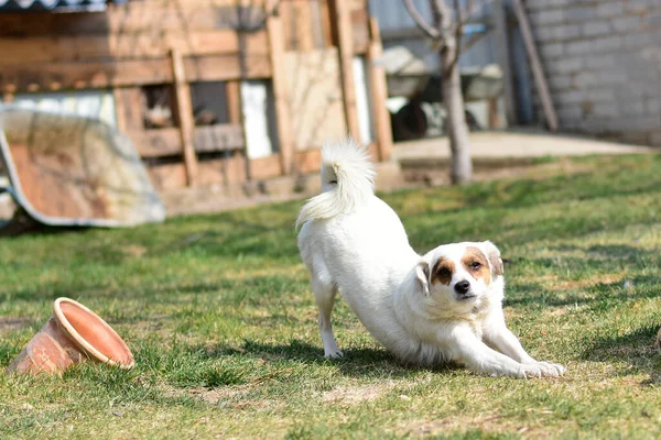 Cão Estende Gramado Como Ela Estivesse Fazendo Ginástica Cão Gramado — Fotografia de Stock
