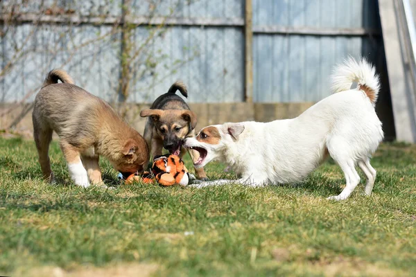 Cachorros Atacaram Brinquedo Gramado Verde Cães Jogar Fora — Fotografia de Stock