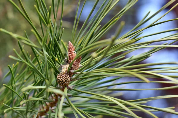 The formation of new cones on a pine tree. Royalty Free Stock Photos