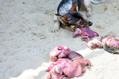 Köpek kuma saçılmış iç organları yer.. 