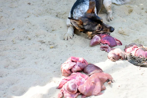 Köpek kuma saçılmış iç organları yer.. 