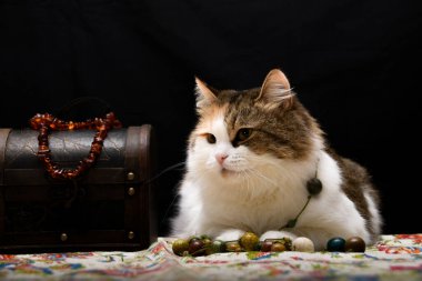 Şişko bir kedi hazineleri bir sandıkta korur. siyah arkaplan