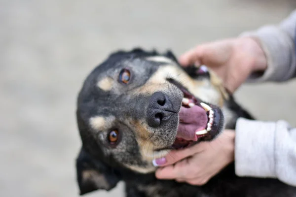 Mutlu köpeğin gülümsemesi ev sahibesinin sevgi dolu ellerinde. köpek portresi